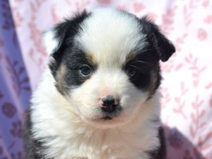 4 chiots femelles Bergers Américains Miniatures LOF disponibles à la vente