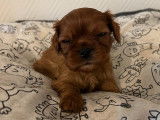 Chiot mâle Cavalier King Charles LOF à réserver