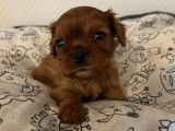 Chiot mâle Cavalier King Charles LOF à réserver