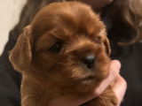 Chiot mâle Cavalier King Charles LOF à réserver