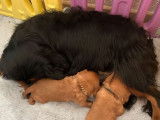 Chiot mâle Cavalier King Charles LOF à réserver