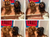 Chiot mâle Cavalier King Charles LOF à réserver