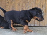 3 chiots mâles Jagd Terriers LOF à réserver