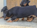 3 chiots mâles Jagd Terriers LOF à réserver