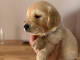 3 chiots femelles Golden Retrievers LOF à réserver