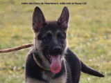 À vendre, 4 chiots Bergers Allemands LOF