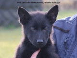 À vendre, 4 chiots Bergers Allemands LOF