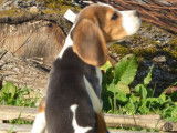 4 chiots mâles Beagle LOF à vendre
