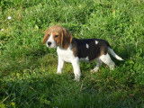 4 chiots m&acirc;les Beagle LOF &agrave; vendre