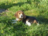 4 chiots m&acirc;les Beagle LOF &agrave; vendre