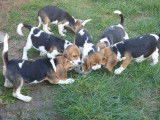 4 chiots m&acirc;les Beagle LOF &agrave; vendre