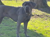 Chien adulte femelle Cane Corso LOF à vendre