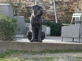 Chien adulte femelle Cane Corso LOF à vendre