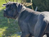 Chien adulte femelle Cane Corso LOF à vendre