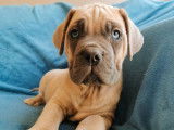 1 chiot mâle Cane Corso disponible à la réservation (LOF)