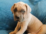 1 chiot mâle Cane Corso disponible à la réservation (LOF)