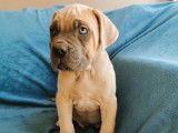1 chiot mâle Cane Corso disponible à la réservation (LOF)