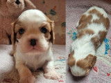 À réserver, 3 chiots Cavalier King Charles (LOF)