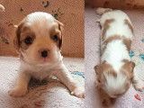 À réserver, 3 chiots Cavalier King Charles (LOF)
