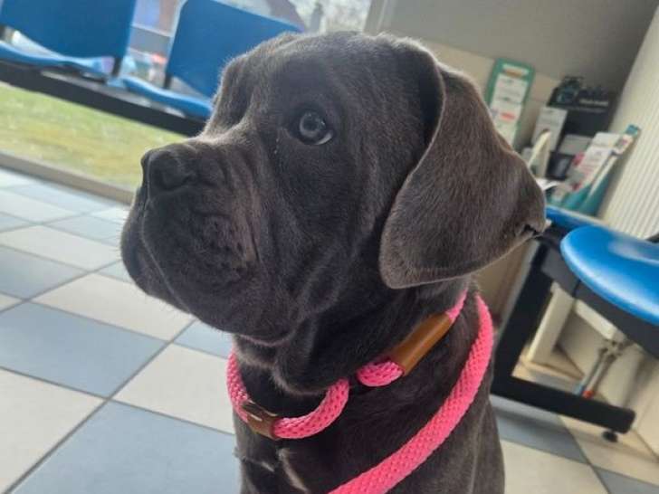 4 chiots femelles Cane Corso à vendre (LOF)