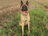 Chienne Berger Belge Malinois de 2 ans LOF à vendre