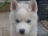 2 chiots Husky Sibérien LOF à réserver