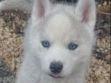 2 chiots Husky Sibérien LOF à réserver