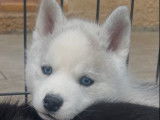 2 chiots Husky Sibérien LOF à réserver