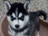 2 chiots Husky Sibérien LOF à réserver
