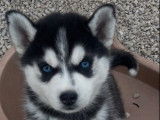 2 chiots Husky Sibérien LOF à réserver