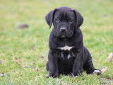 1 chiot mâle Cane Corso LOF à réserver
