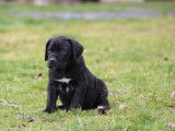 1 chiot mâle Cane Corso LOF à réserver