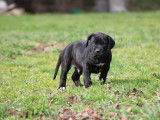 1 chiot mâle Cane Corso LOF à réserver