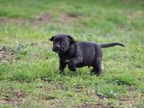 1 chiot mâle Cane Corso LOF à réserver