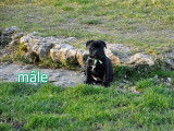 4 chiots Staffordshire Bull Terrier LOF à réserver
