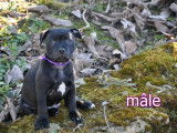 4 chiots Staffordshire Bull Terrier LOF à réserver