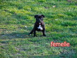 4 chiots Staffordshire Bull Terrier LOF à réserver