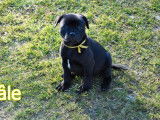 4 chiots Staffordshire Bull Terrier LOF à réserver