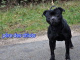 4 chiots Staffordshire Bull Terrier LOF à réserver