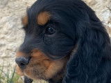 Chiots Cockers Anglais LOF disponibles à la vente
