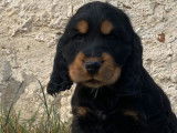 Chiots Cockers Anglais LOF disponibles à la vente