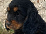 Chiots Cockers Anglais LOF disponibles à la vente