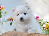 1 chiot mâle Spitz Japonais LOF à réserver