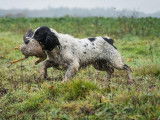 Chienne Springer Anglais adulte disponible à la réservation