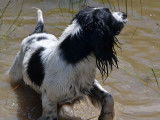 Chienne Springer Anglais adulte disponible à la réservation