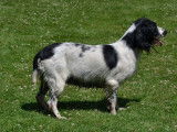 Chienne Springer Anglais adulte disponible à la réservation
