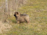 3 chiots Eurasier LOF en vente