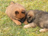 3 chiots Eurasier LOF en vente