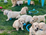 Chiots Golden Retrievers à réserver (LOF)