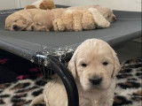 Chiots Golden Retrievers à réserver (LOF)